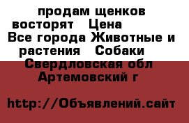 продам щенков восторят › Цена ­ 7 000 - Все города Животные и растения » Собаки   . Свердловская обл.,Артемовский г.